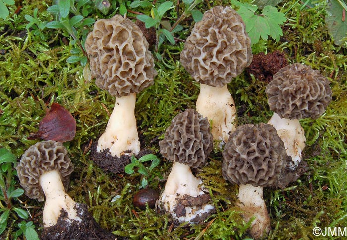 Morchella esculenta 6.jpg