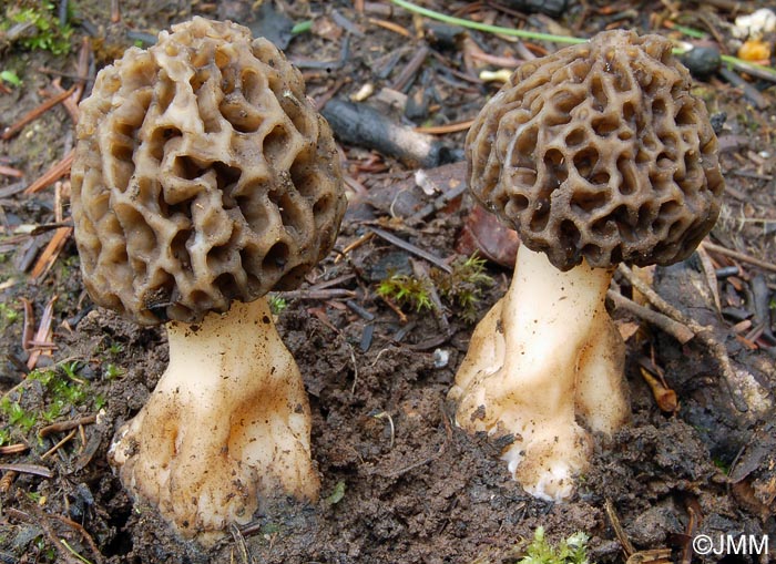 Morchella esculenta 7.jpg