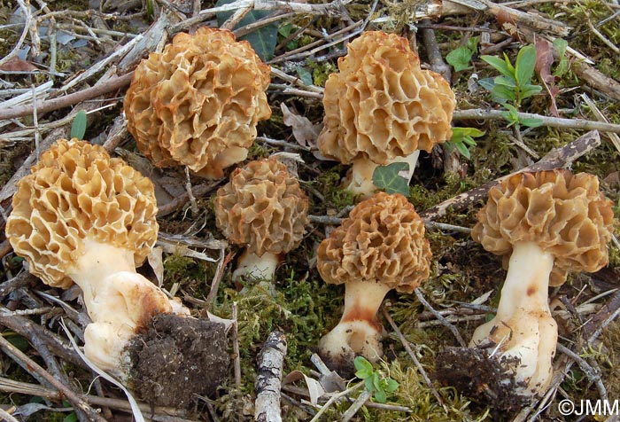 Morchella esculenta 1.jpg