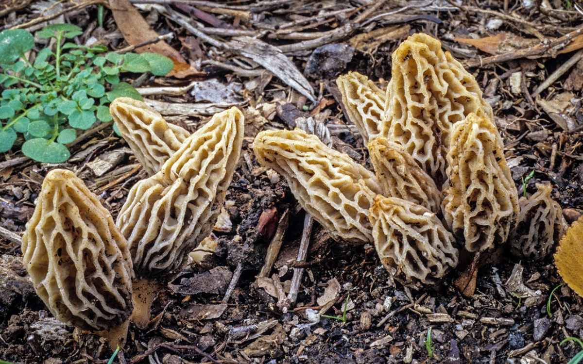 Morchella_rufobrunnea(fs-05).jpg