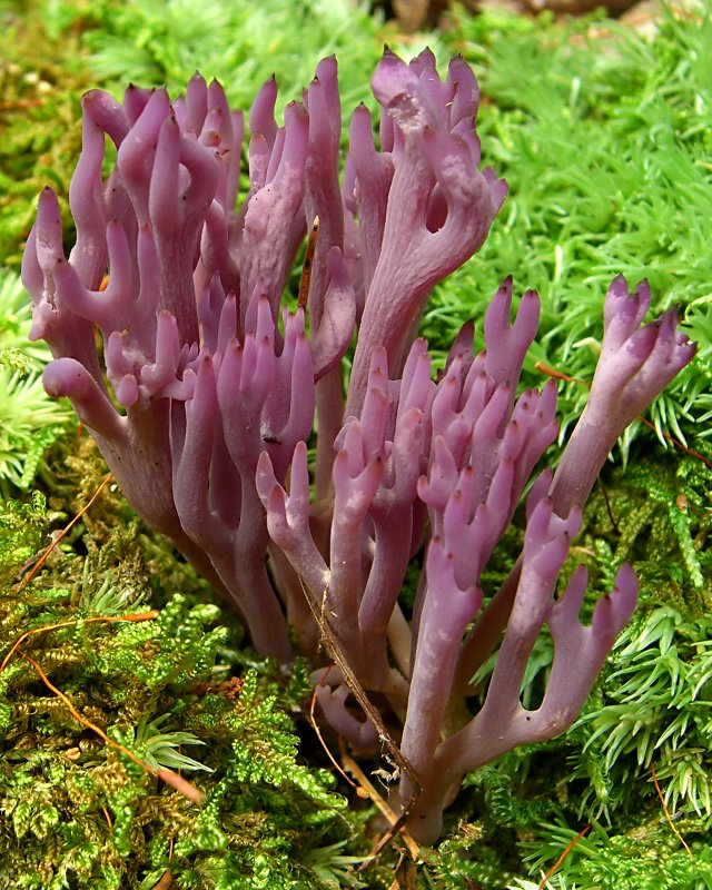 2007-08-04_Clavulina_amethystina_1010103377.jpg
