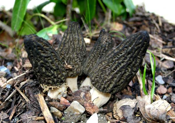 morchella-elata1.jpg