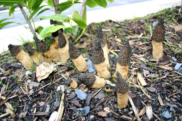 morchella-elata4.jpg