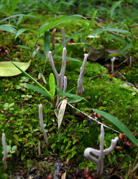 c_amethystinoides_002.jpg