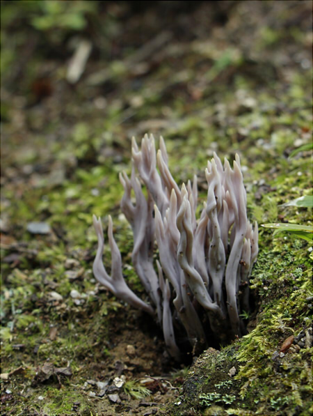 c_amethystinoides_004.jpg