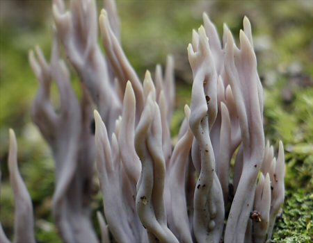 c_amethystinoides_005.jpg