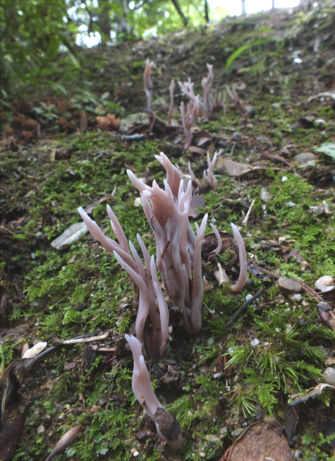 c_amethystinoides_001.jpg