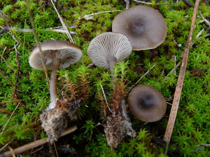 Omphalina barbularum dt121109dt 01 r.jpg