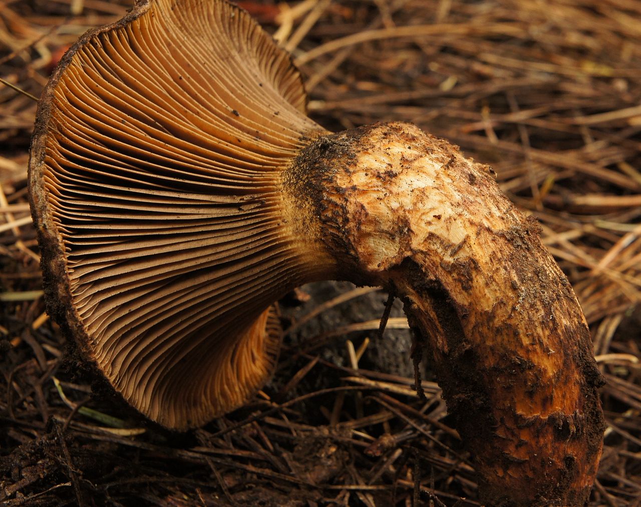 1280px-Chroogomphus_pseudovinicolor_182522.jpg