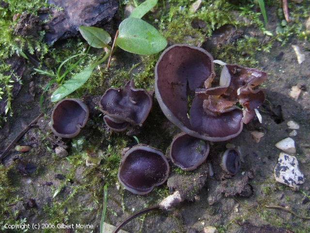 Pachyella_celtica_2006_gm_1.jpg