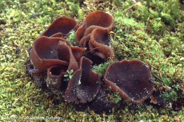 Pachyella_celtica_2003_td_1.jpg