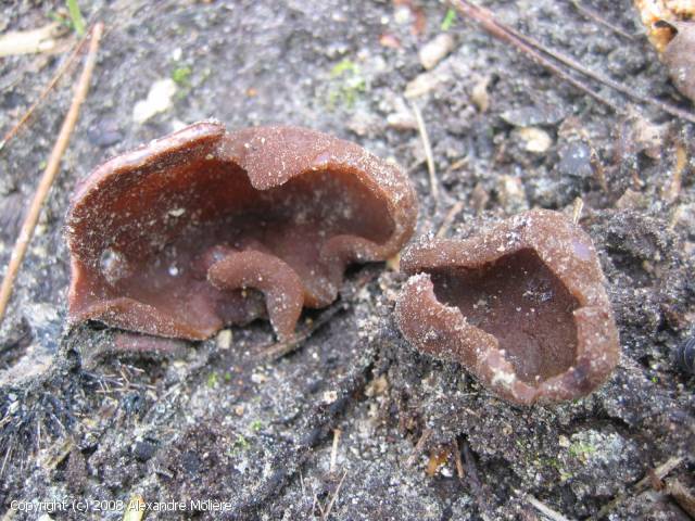 Pachyella_celtica_2008_am_2.jpg