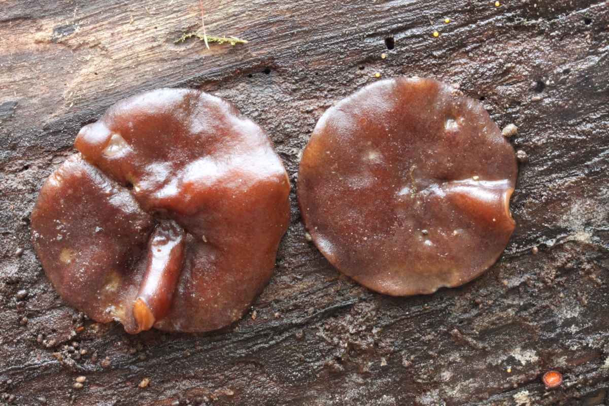 Pachyella_clypeata_175754.jpg