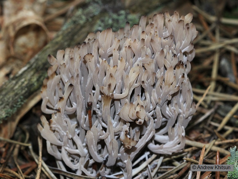 Clavulina_cinerea__Mirror_Lake__5_.jpg
