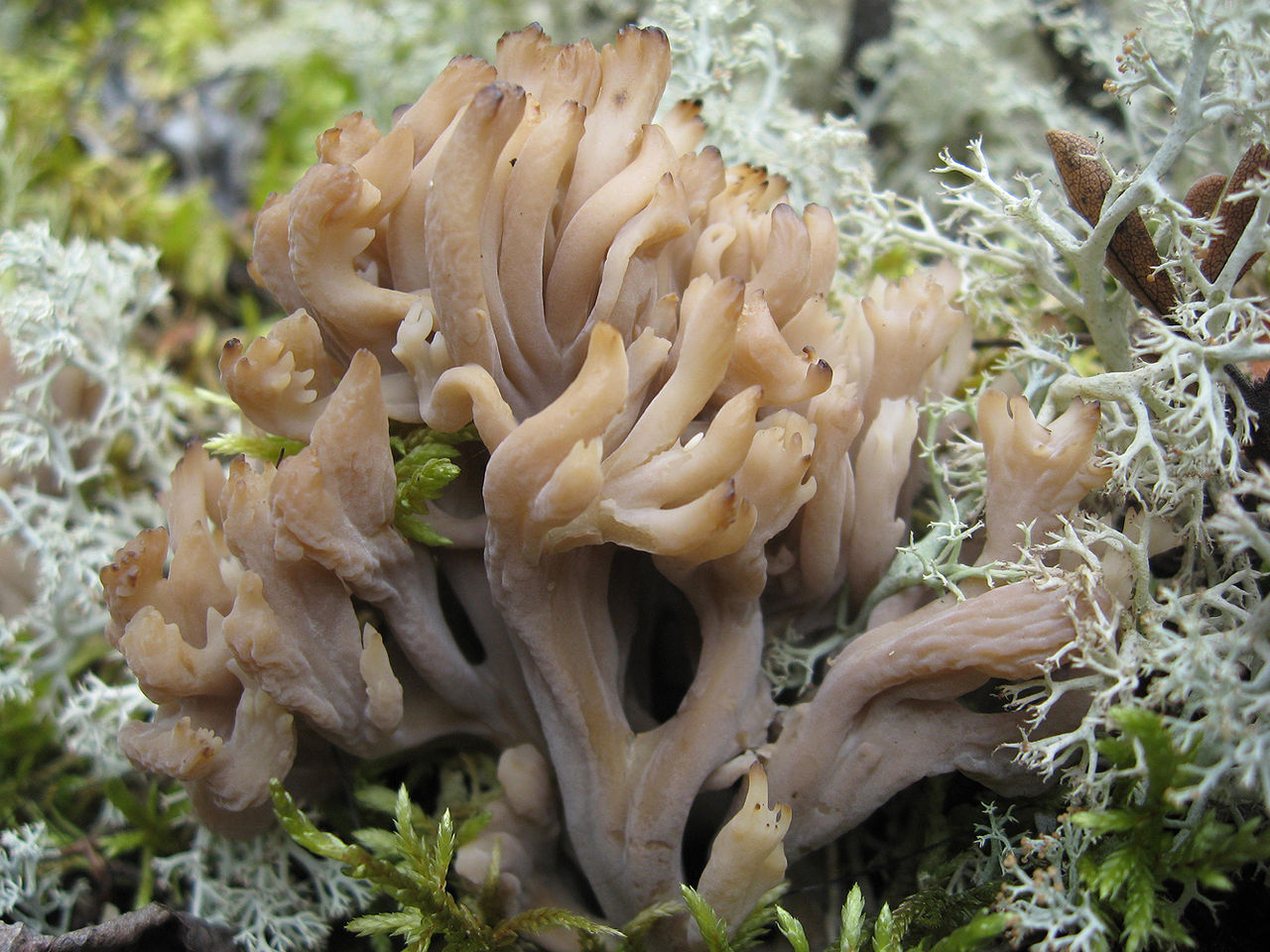 Clavulina_cristata_sasata.JPG