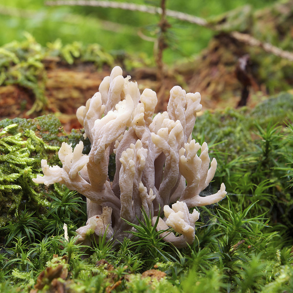 Clavulina_rugosa_LC0369.jpg