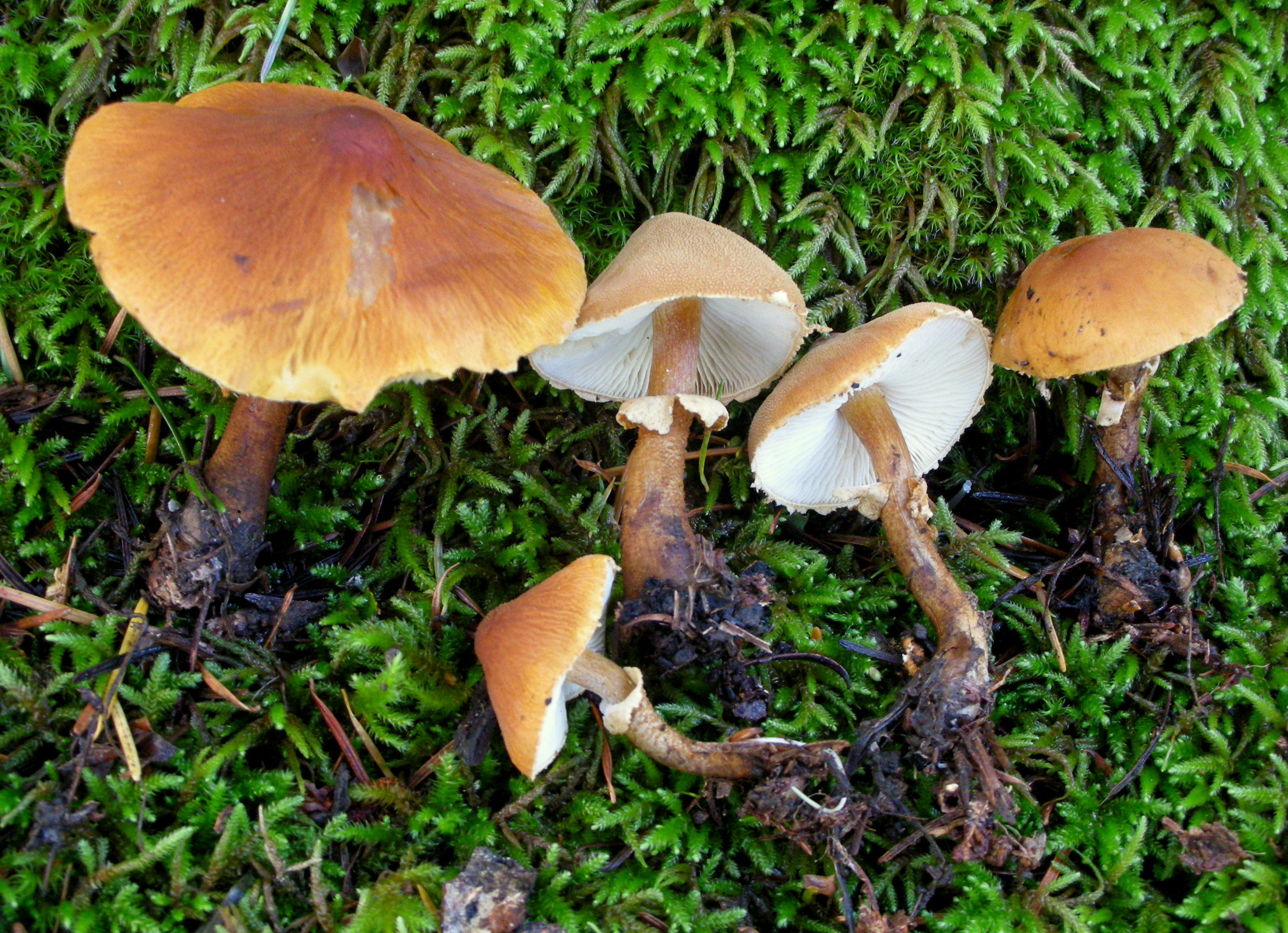 2012-12-08_Cystoderma_fallax_A.H._Sm._&_Singer_291185.jpg