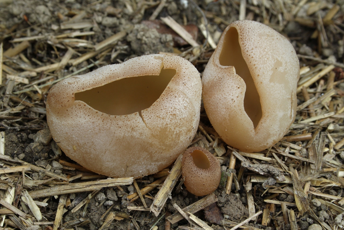 Blasenbecherling_Peziza_vesiculosa.jpg