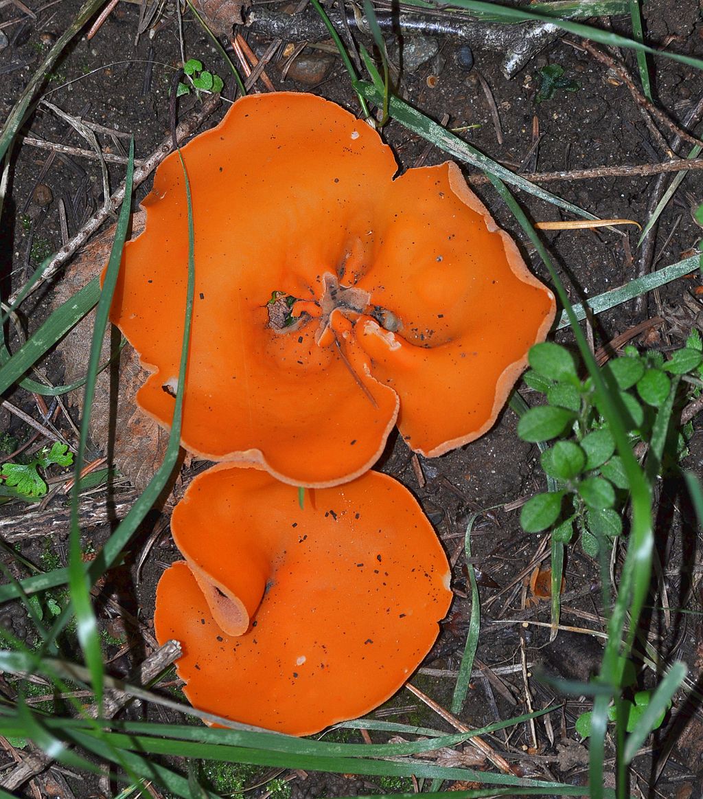 1024px-Aleuria_aurantia_(Orange_Peel_Fungus).JPG