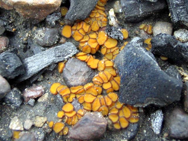 Anthracobia_maurilabraL.jpg