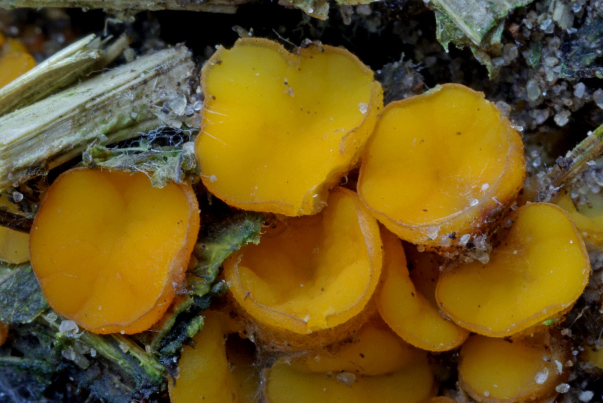 Cheilymenia theleboloides 5, Compostborstelbekertje, Saxifraga-Lucien Rommelaars.jpg