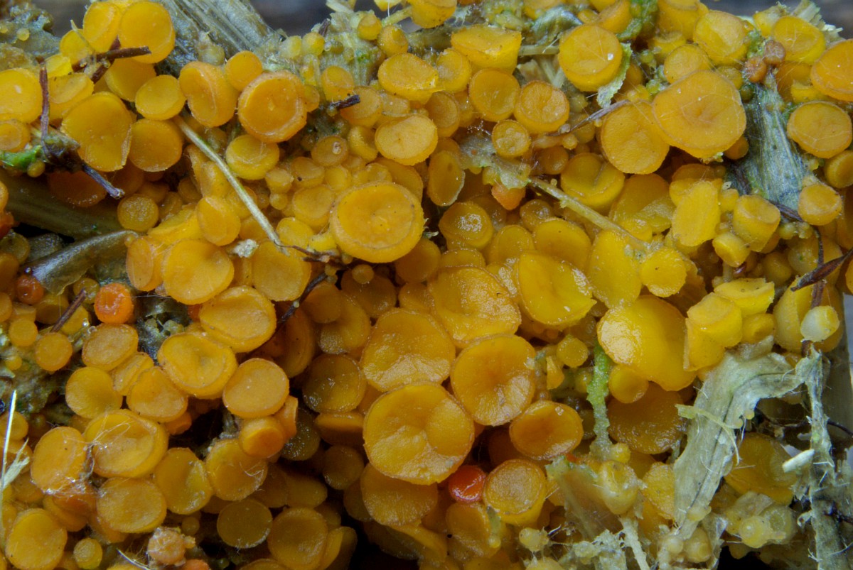 Cheilymenia theleboloides 2, Compostborstelbekertje, Saxifraga-Lucien Rommelaars.jpg