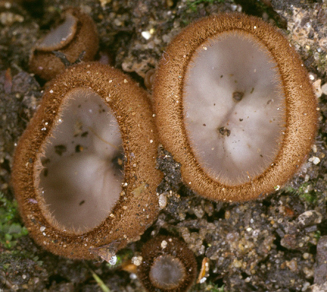 Humaria_hemisphaerica,I_MWS26339.jpg
