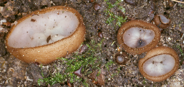 Humaria_hemisphaerica,I_MWS26338.jpg