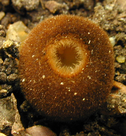 Humaria_hemisphaerica,I_MWS29186.jpg