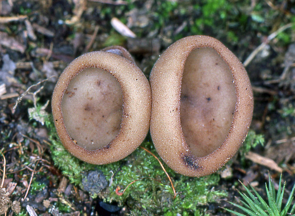 Jafnea-fusicarpa-01.jpg