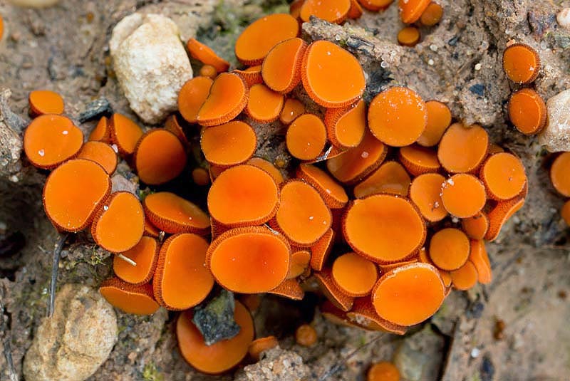 Melastiza-chateri.-Ignacio.jpg