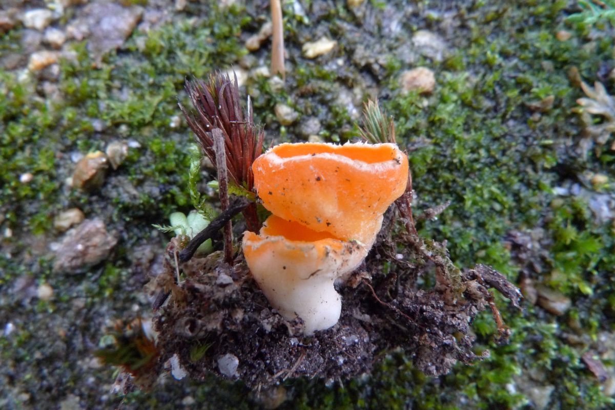 Neottiella_rutilans_Jymm_02.jpg