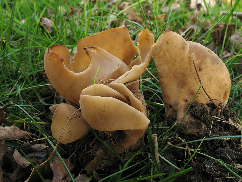 Otidea_alutacea.jpg