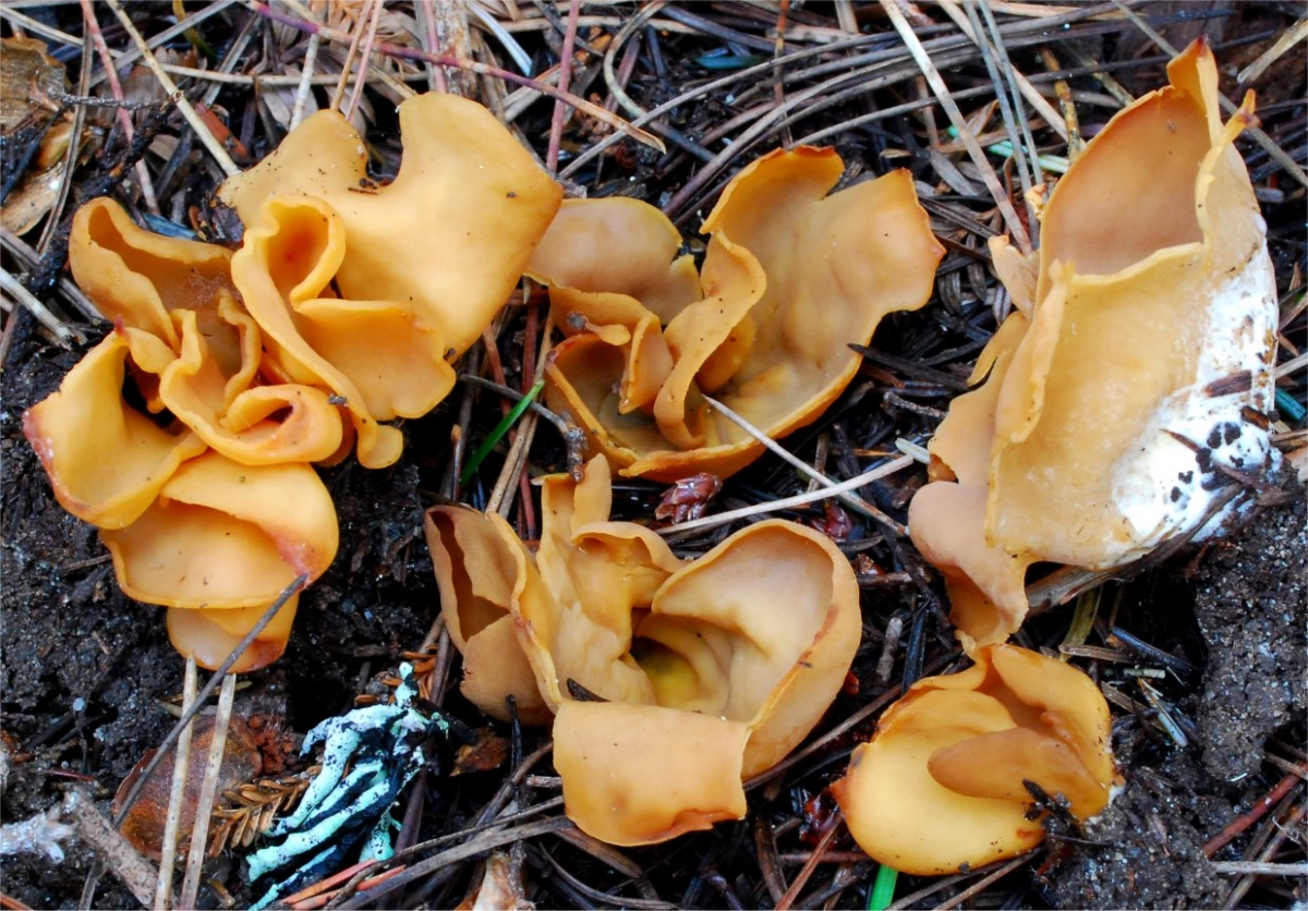 Otidea onotica1.jpg