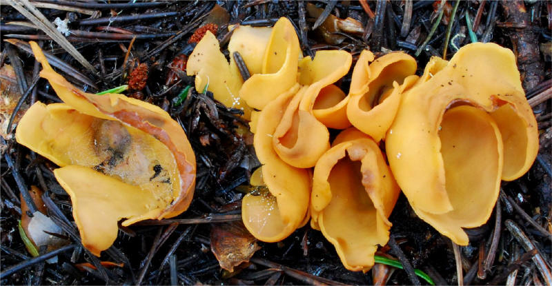 Otidea onotica 2_small.jpg