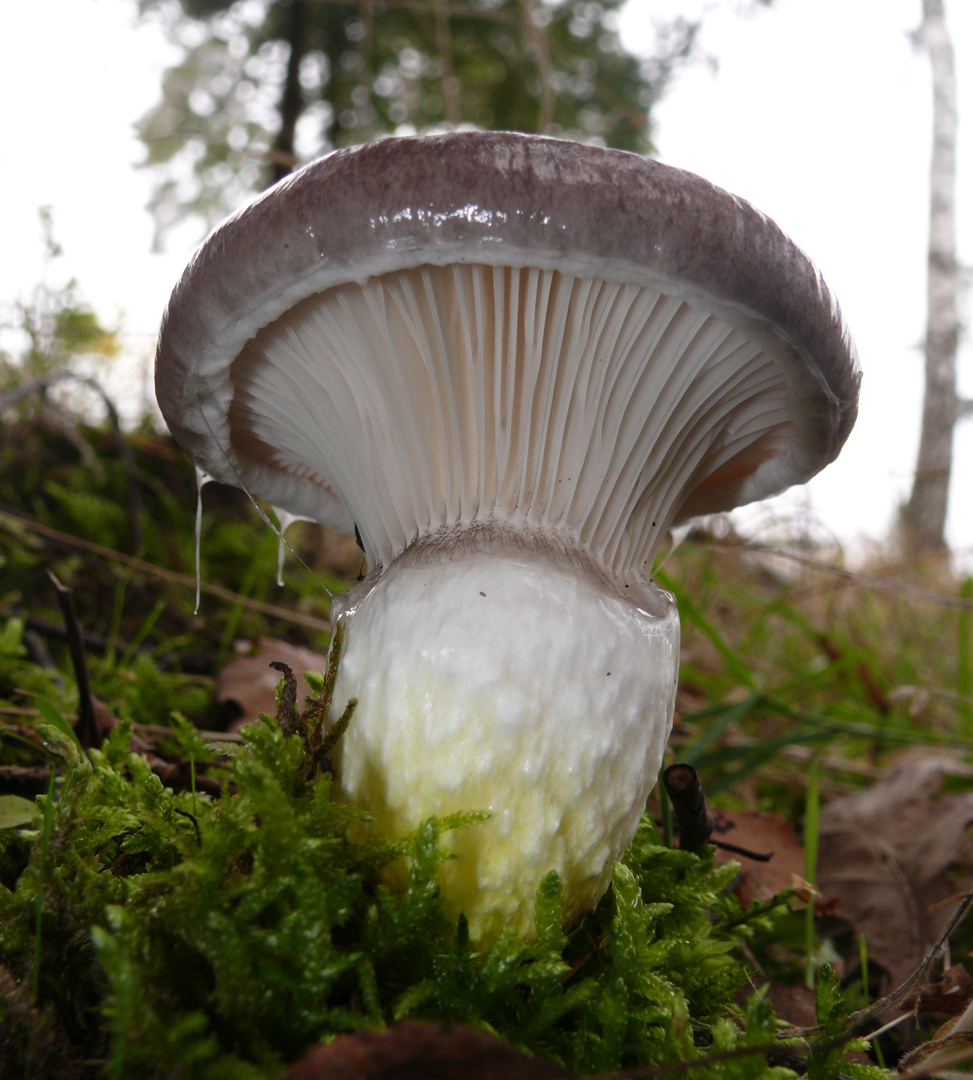 Gomphidius_glutinosus_131007.jpg