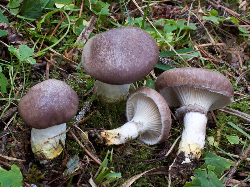 Gomphidius_glutinosus(mgw-01).jpg