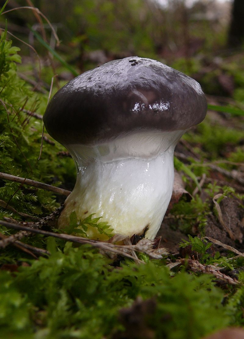 800px-Gomphidius_glutinosus_131007a.jpg