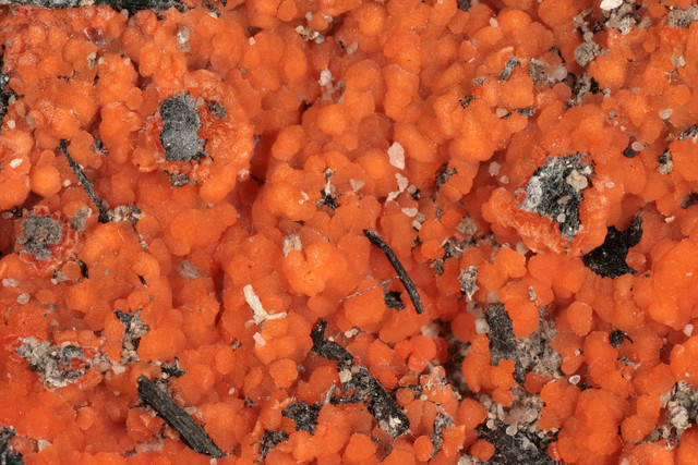 Pyronema_domesticum,I_MWS110883.jpg