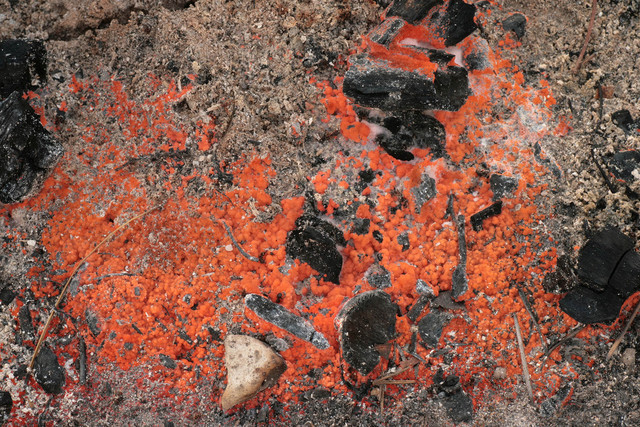 Pyronema_domesticum,I_MWS110879.jpg