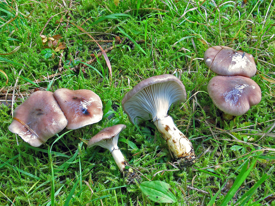 Gomphidius_glutinosus_1.jpg