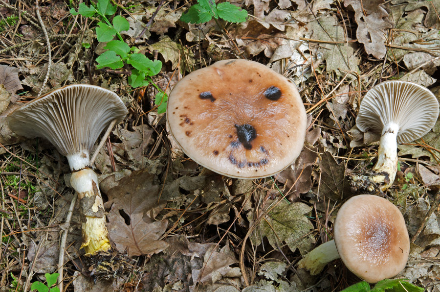 Gomphidius_glutinosus_2.jpg