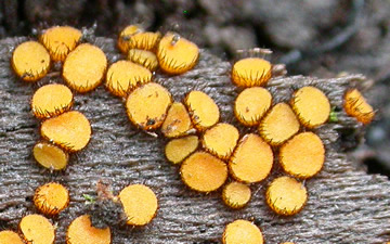 Scutellinia erinaceus closeup2 GE.jpg