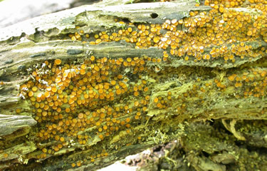 Scutellinia erinaceus at Lambs Gap.jpg
