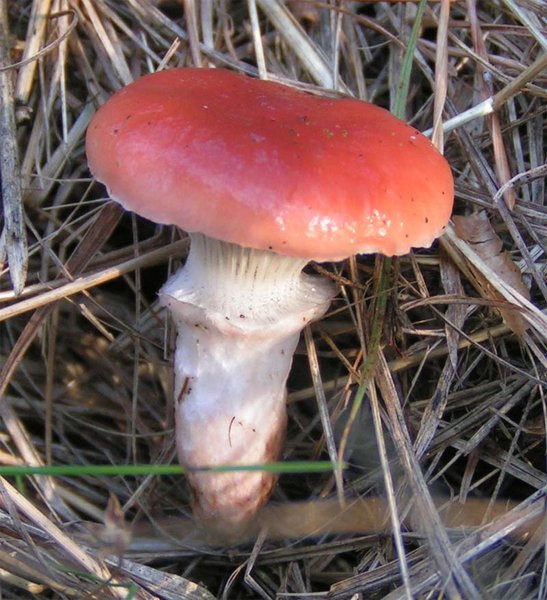 Gomphidius_roseus.jpg