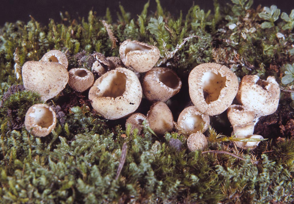 Tarzetta catinus 2 Kit Scates Barnhart.jpg