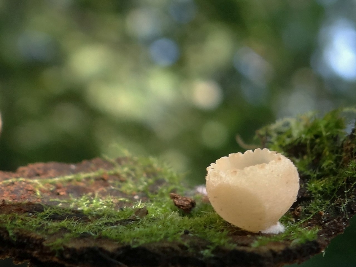 1280px-Tarzetta_cupularis_a1.jpg