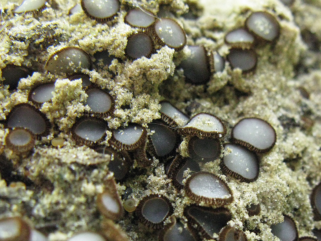 Trichophaea_gregaria_UIA_20130819.jpg