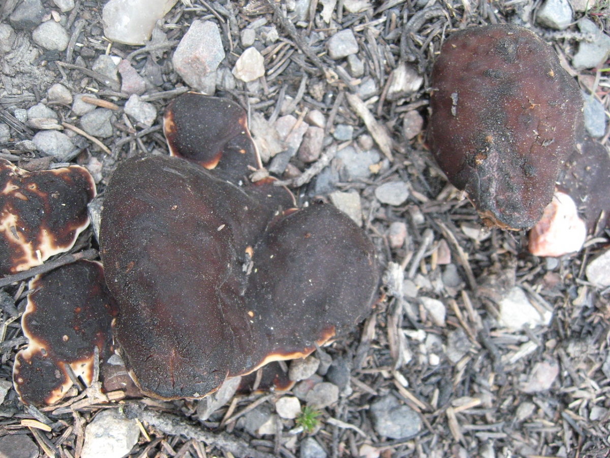 1280px-Rhizina_undulata.JPG