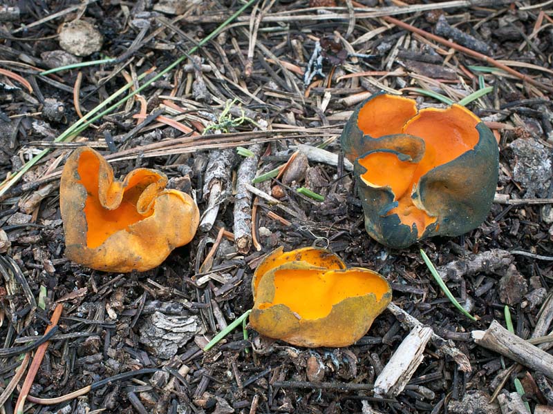 Caloscypha_fulgens(mgw-06).jpg